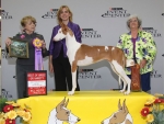 2011 Best of Breed