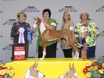 2011 Reserve Winners Dog