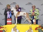 2011 Reserve Winners Bitch