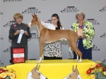 2011 Select Dog