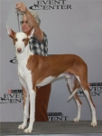 2011 Highest Scoreing in Agility